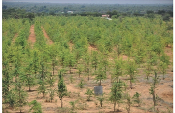 Thanakha Plantations